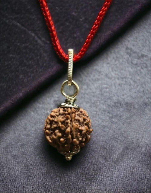 5 Mukhi Nepali Rudraksha - Paanch Mukhi